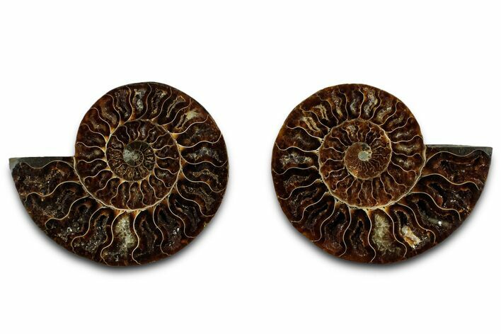 Cut & Polished Ammonite Fossil - Madagascar #329194